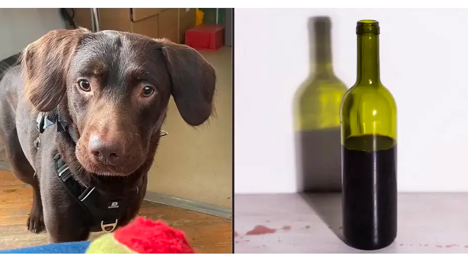 'Alcoholic' Labrador becomes first dog treated for addiction