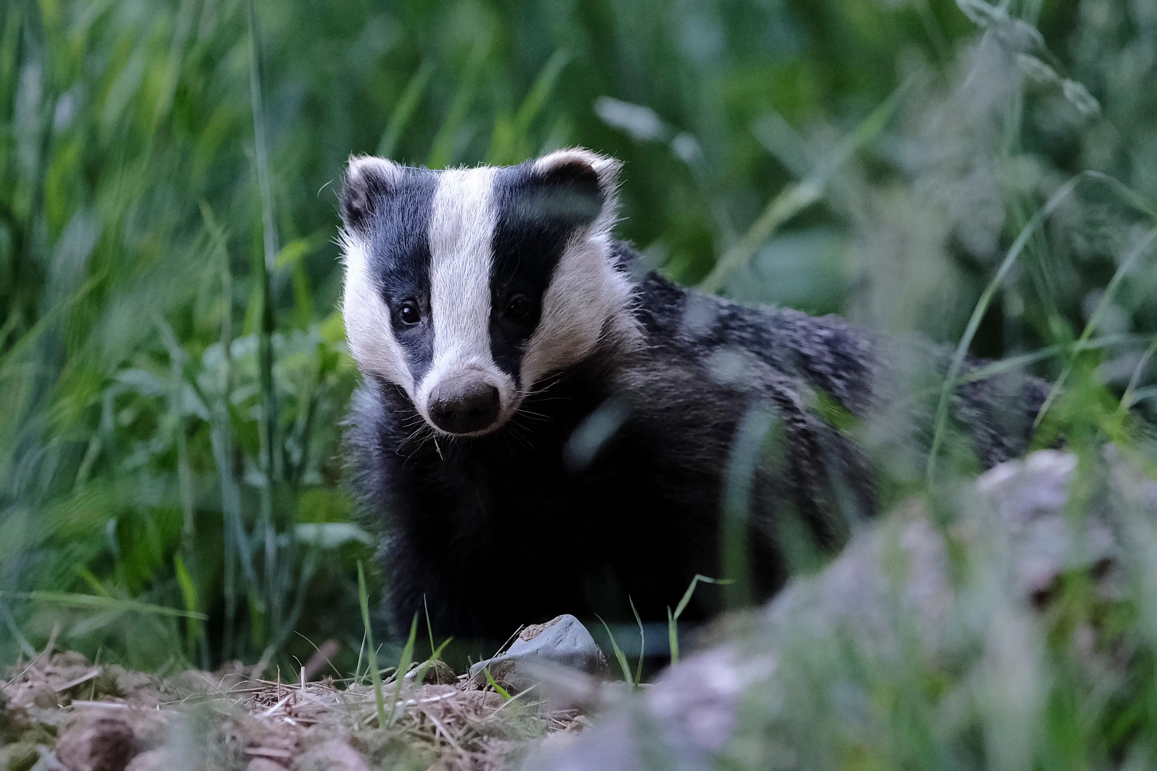 Clarkson has been accused of 'demonising badgers'.