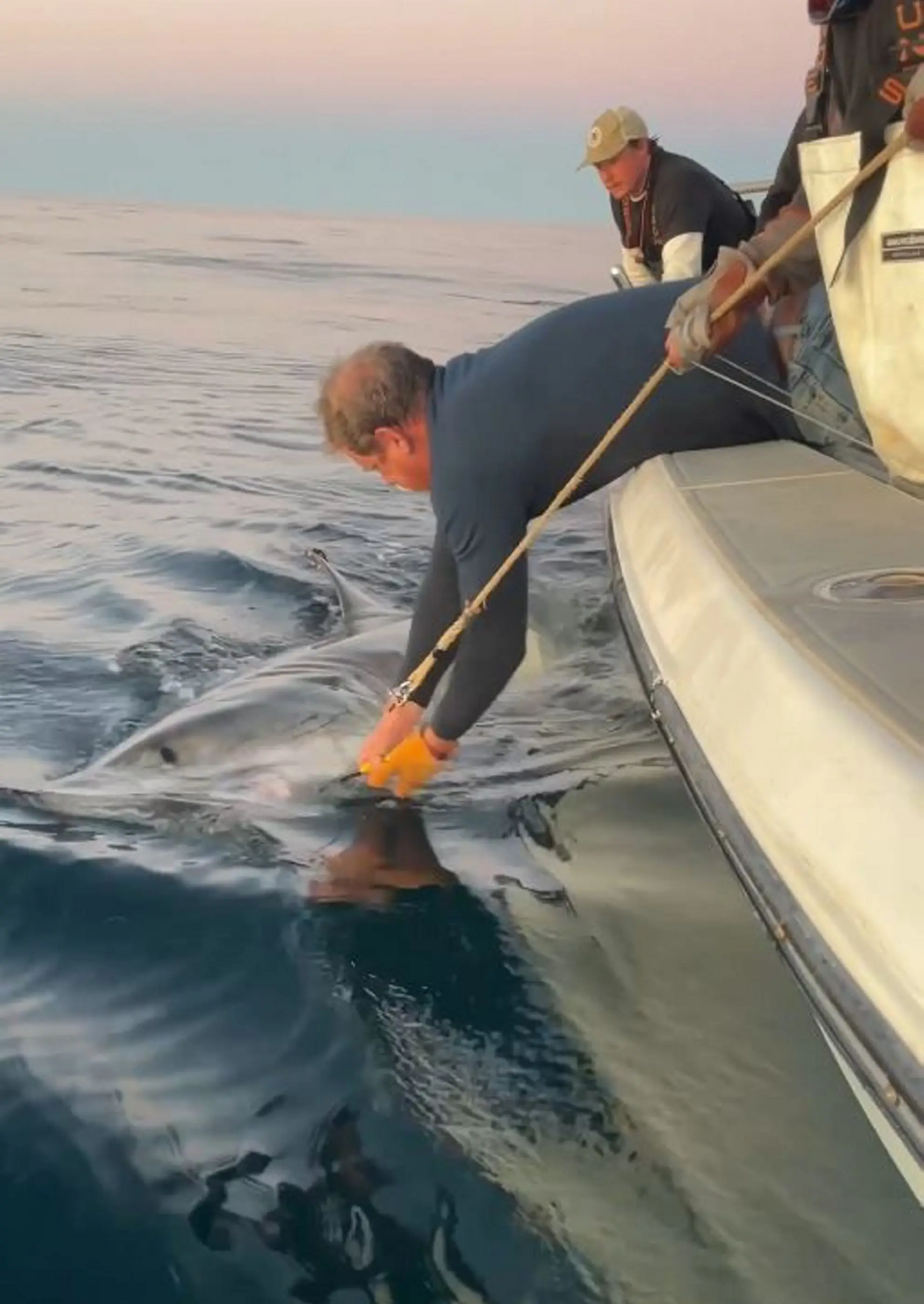 Contender is one big shark (SWNS)