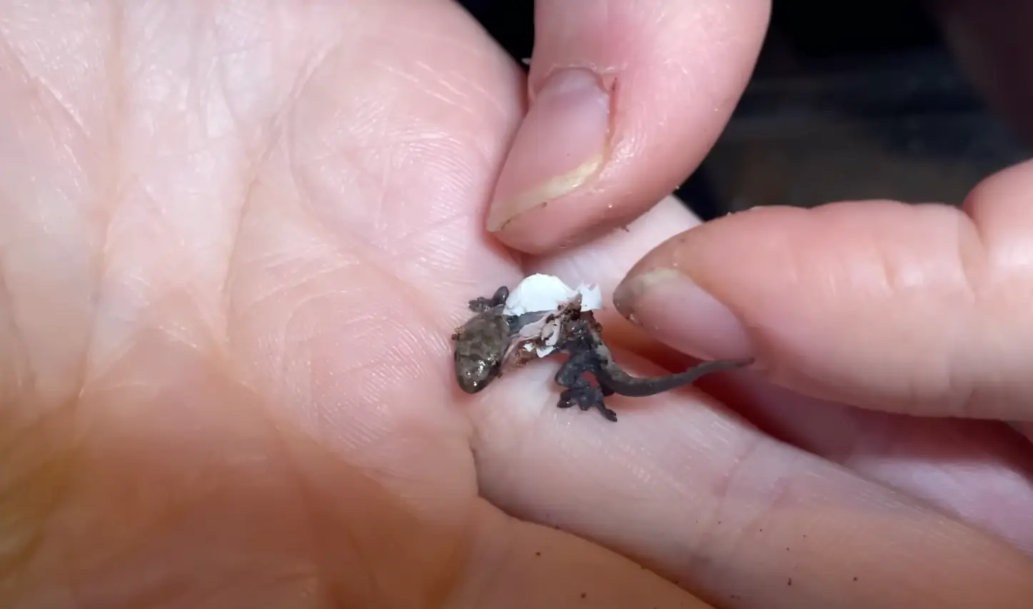 YouTuber BioLife certainly hit the reptile jackpot with this one. (YouTube/BioLife)