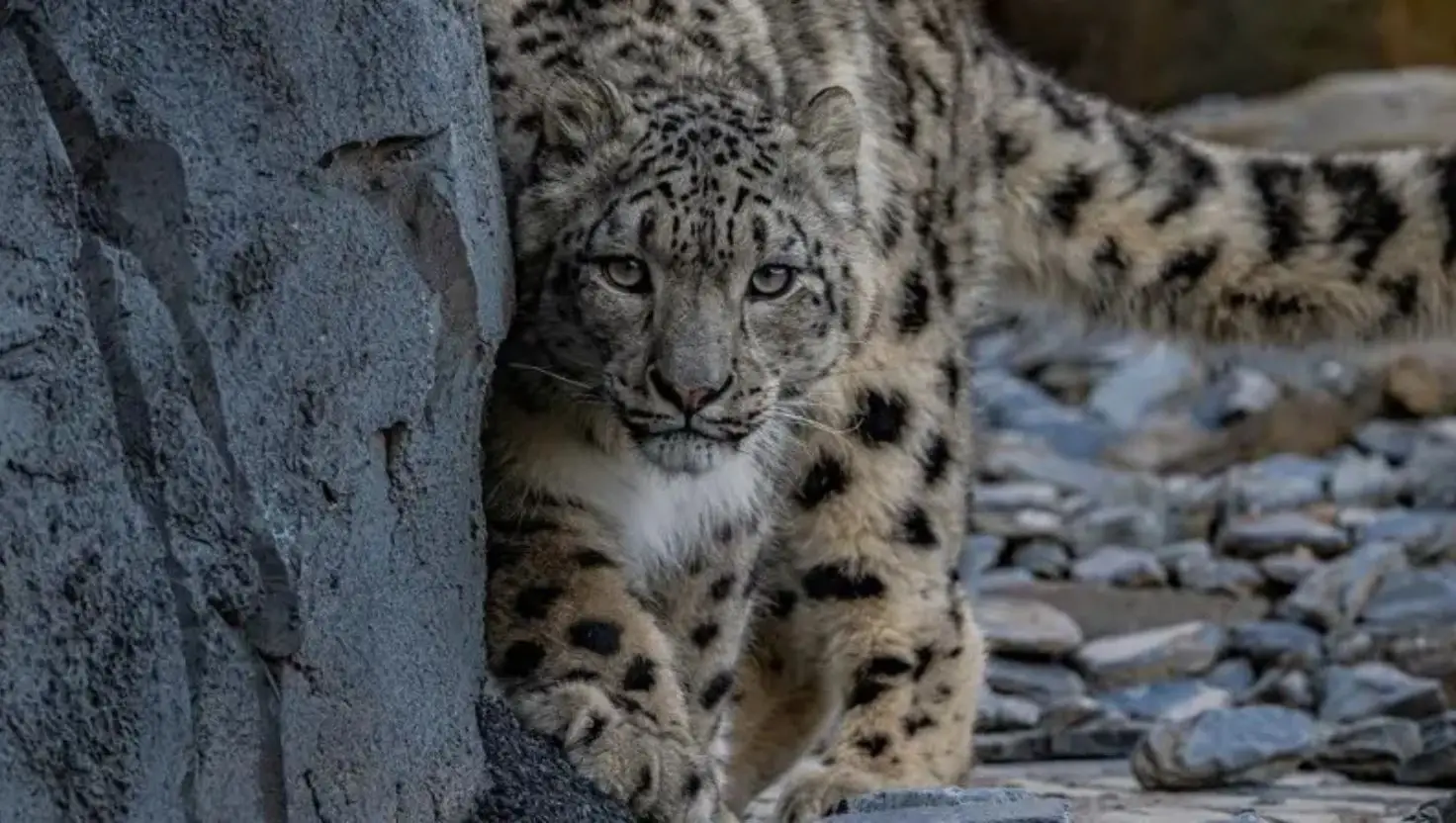 Chester Zoo recently welcomed its first snow leopard cub (Chester Zoo)