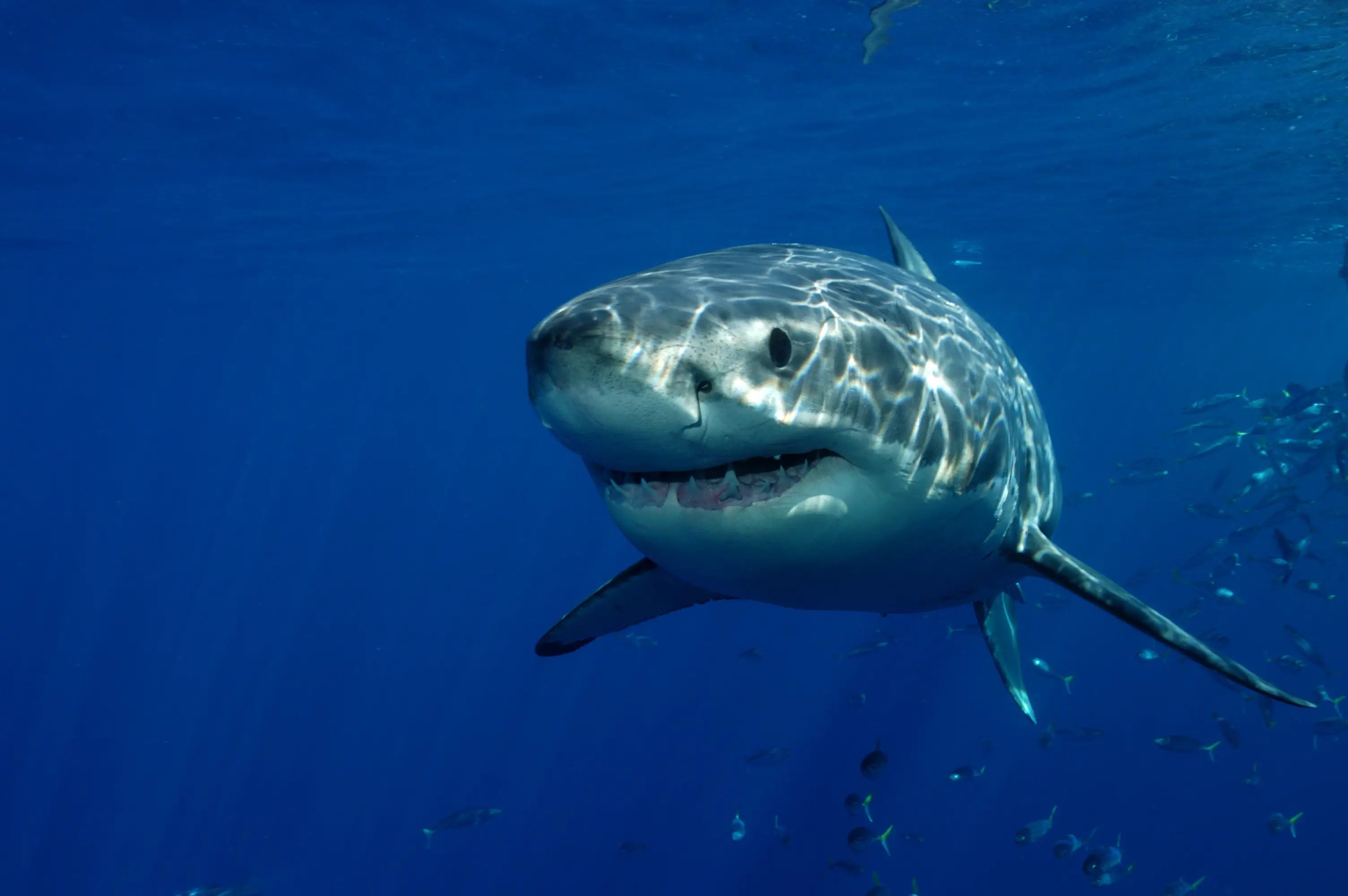 The shark has been confirmed to be a great white by the California Department of Fish and Wildlife.