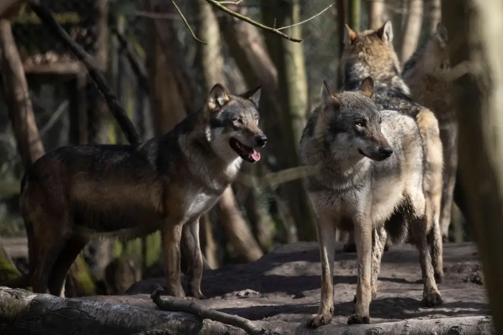 The pack of five wolves were euthanised after expert advice (Dan Kitwood/Getty Images)