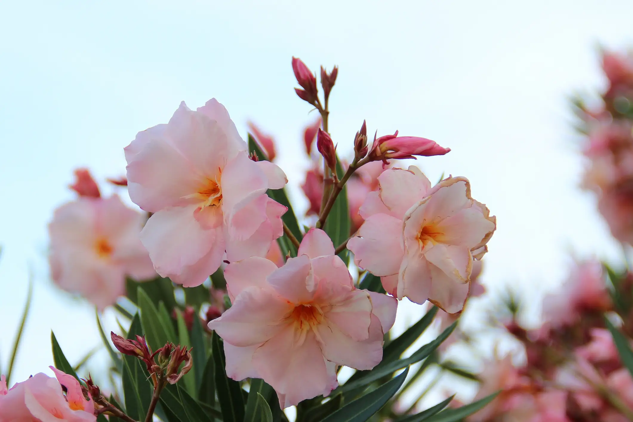 The oleander plant is incredibly toxic if ingested. (Getty Stock Image)
