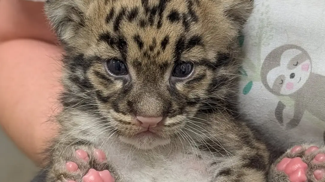 Nashville Zoo/Instagram