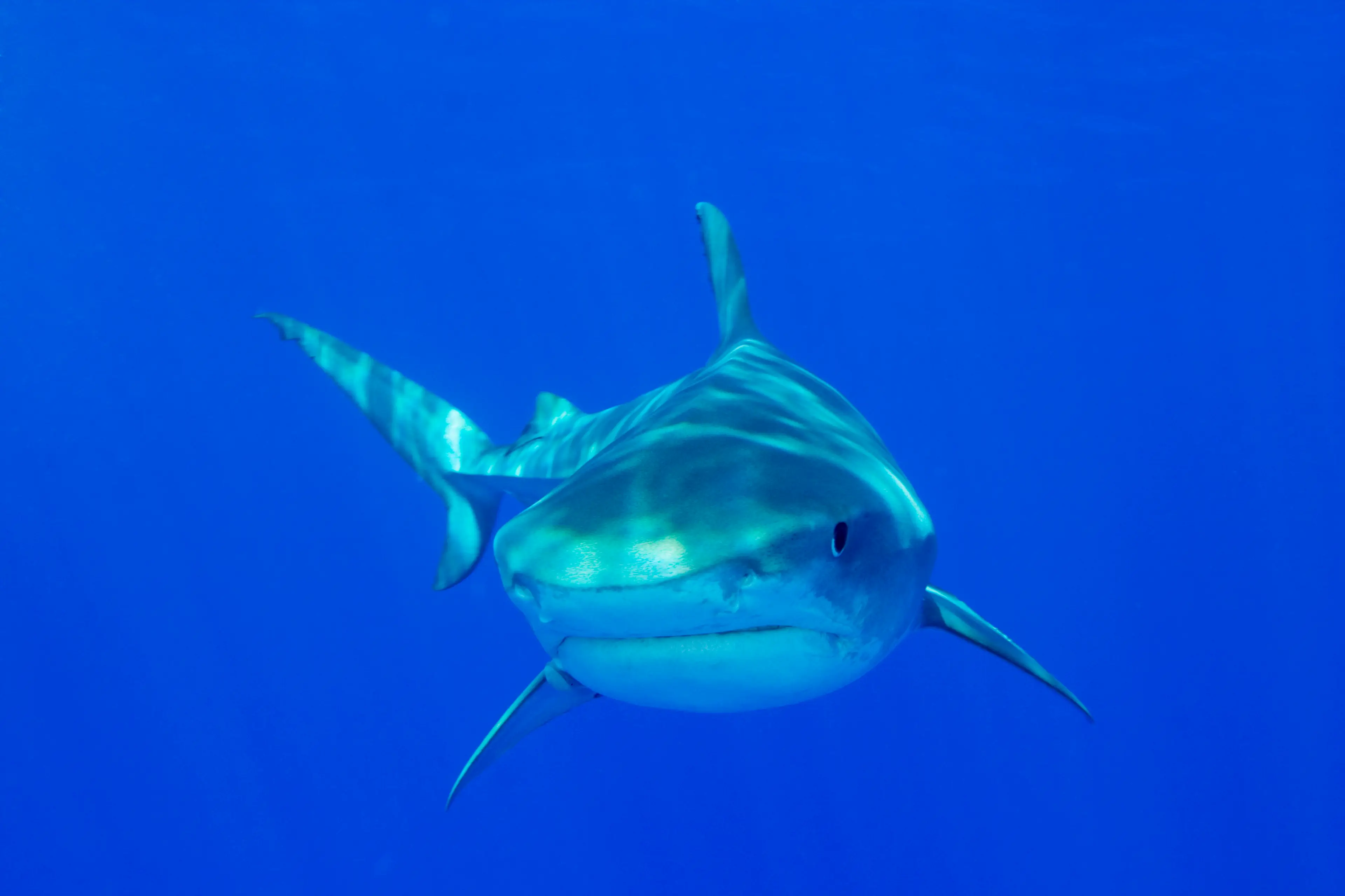 Reports suggest it may have been a bull or tiger shark (Getty Stock Image)