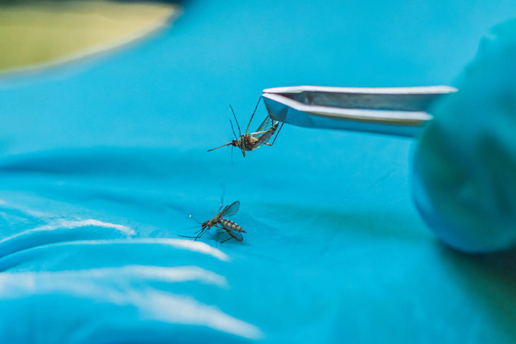 "I'm an annoying little s**t that's come to drink your blood!" (Getty Stock Photo) 