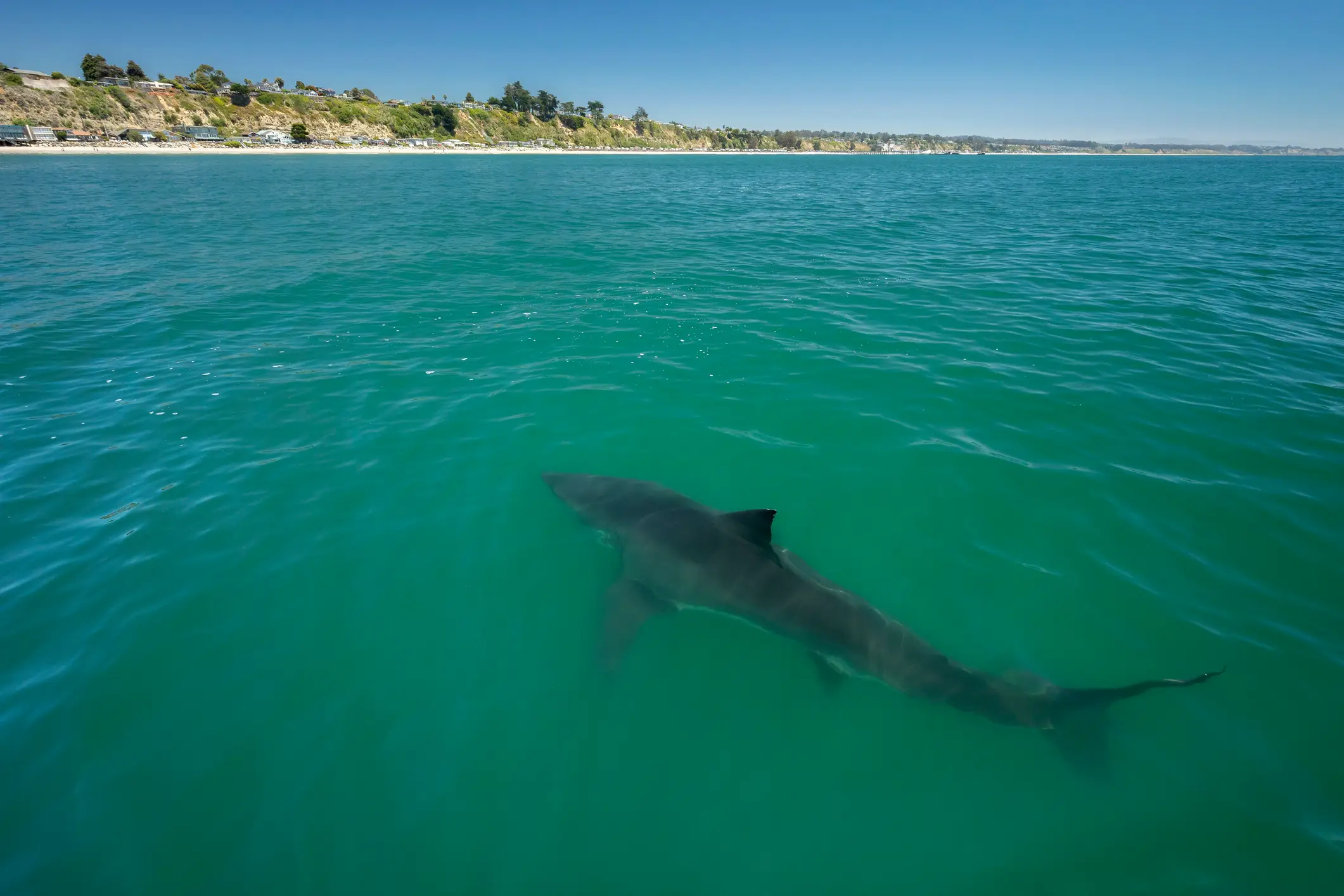Conditions over here would be perfect for great whites (Getty Stock Images)