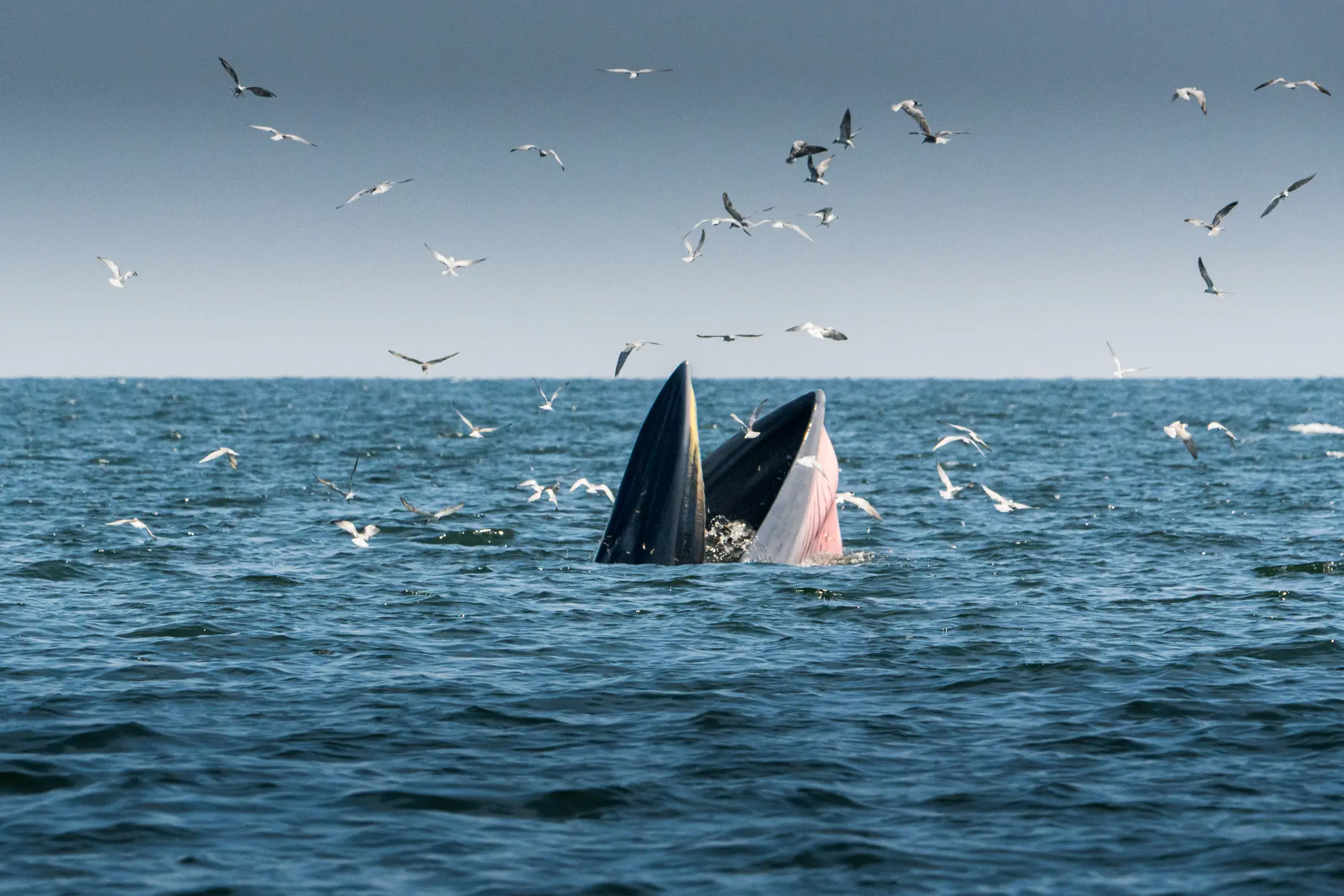 There's a 'really large-scale consequence' of blue whales going silent (Getty Stock Images)