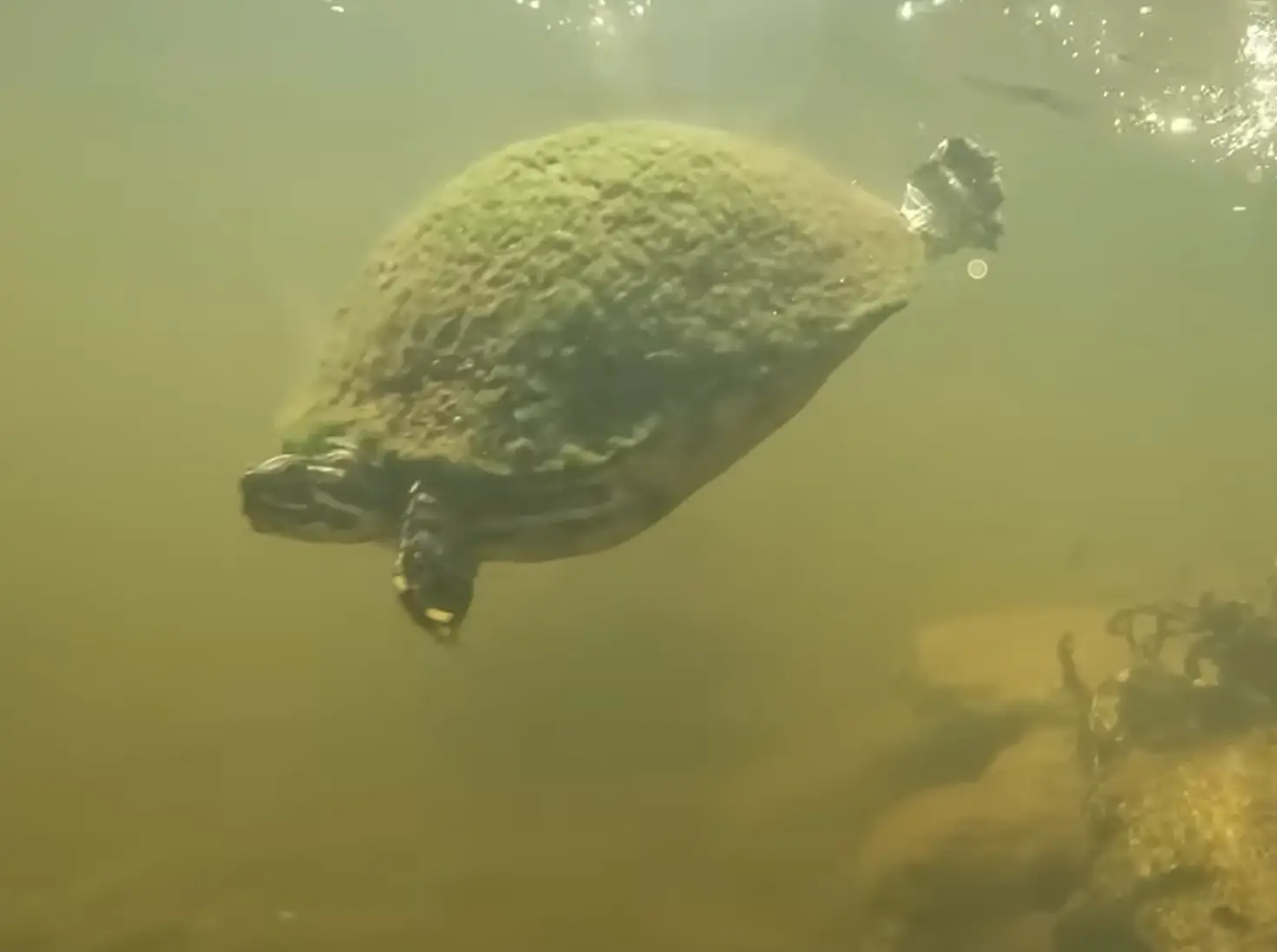 Someone give this turtle's shell a good scrub. (YouTube / AnglerUp with Brant)
