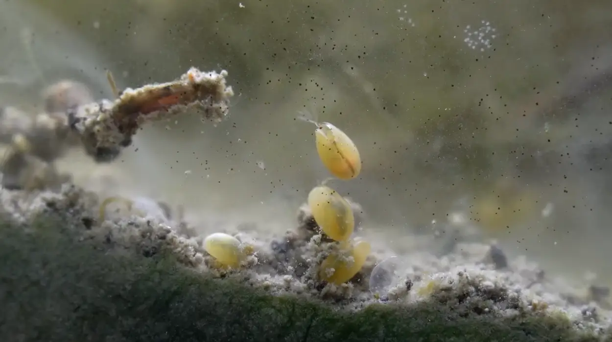 'What I found honestly blew me away', said the YouTuber (YouTube/HabitatForge)