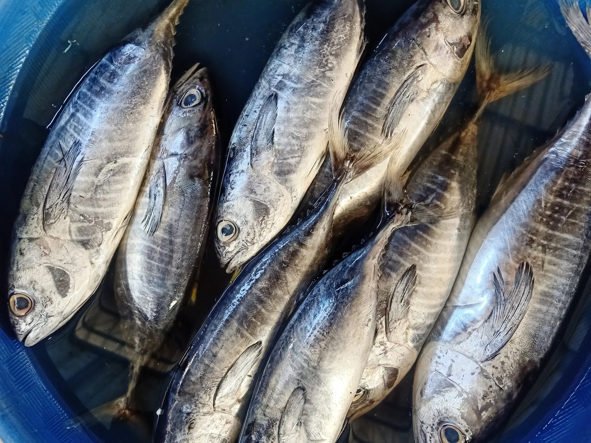 Skipjack tuna is what's more commonly found in supermarket tuna (Eko Prasetyo/Getty images)