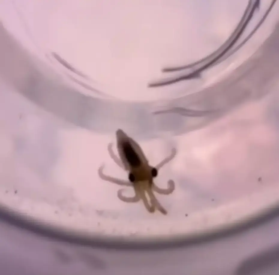 All of Terrance's offspring would ultimately pass away after her death (TikTok/doctoktopus)