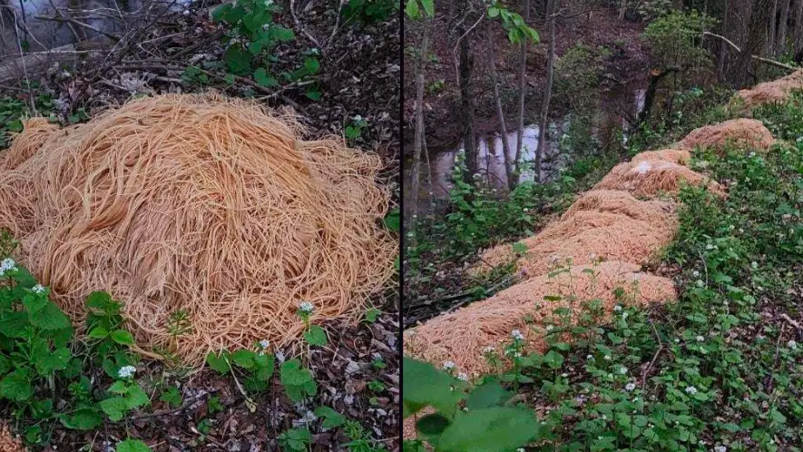 Nina Jochnowitz/Facebook