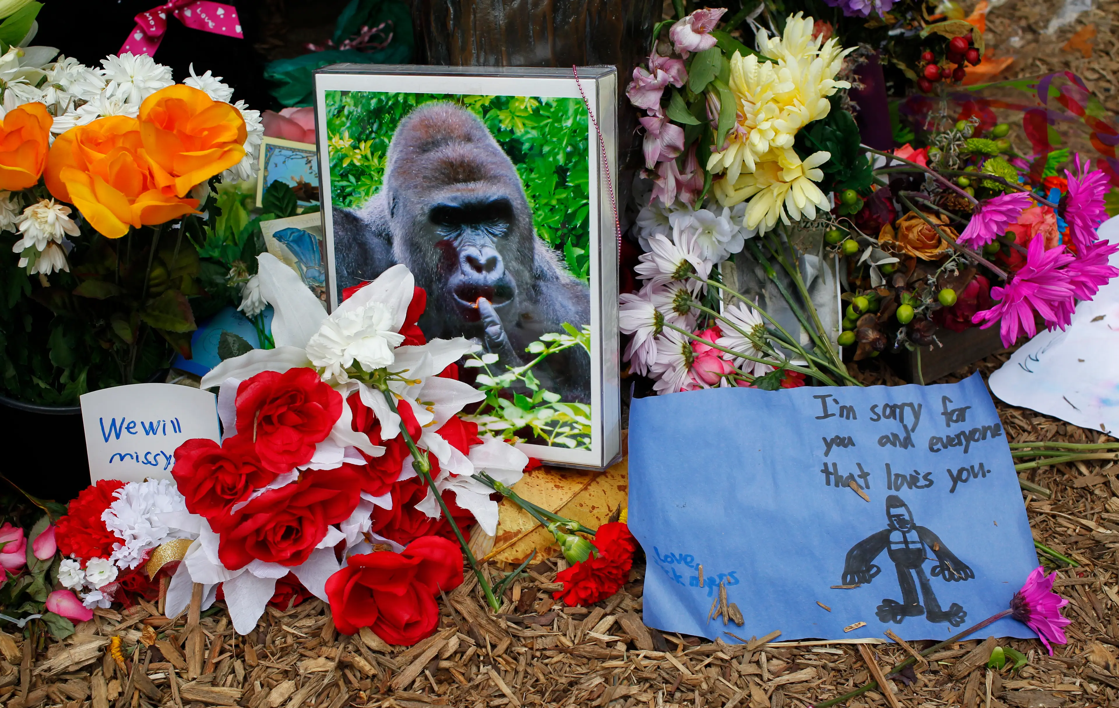 Harambe's death prompted quite the outrage (John Sommers II/Getty Images)
