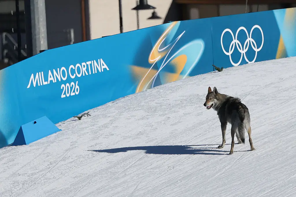 A Czech wolfhound unexpectedly interrupted the Winter Olympics (Anne-Christine POUJOULAT / AFP via Getty Images)