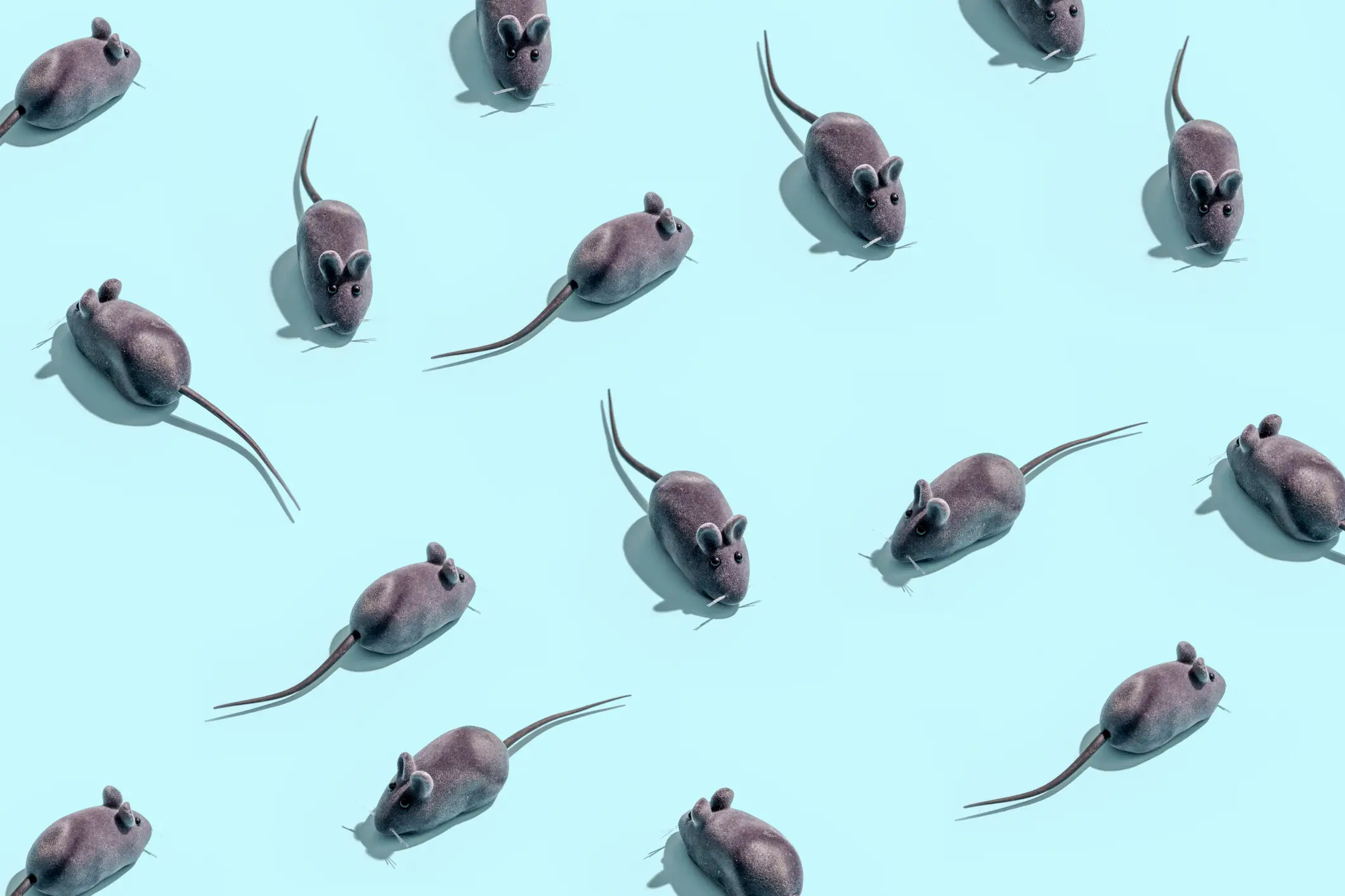 Tests on mice found Metformin had a significant impact on their brains (Getty Stock Photo)