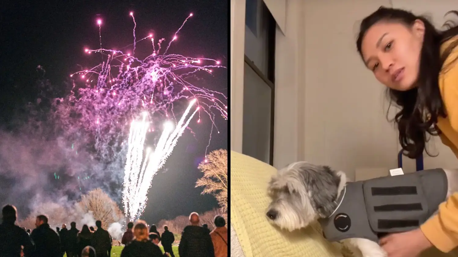 Dog owners say protective jacket is a 'god send' on fireworks night for anxious pets