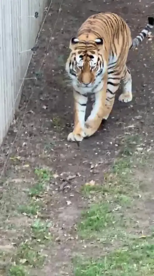 The tiger will not be put down (SWNS)