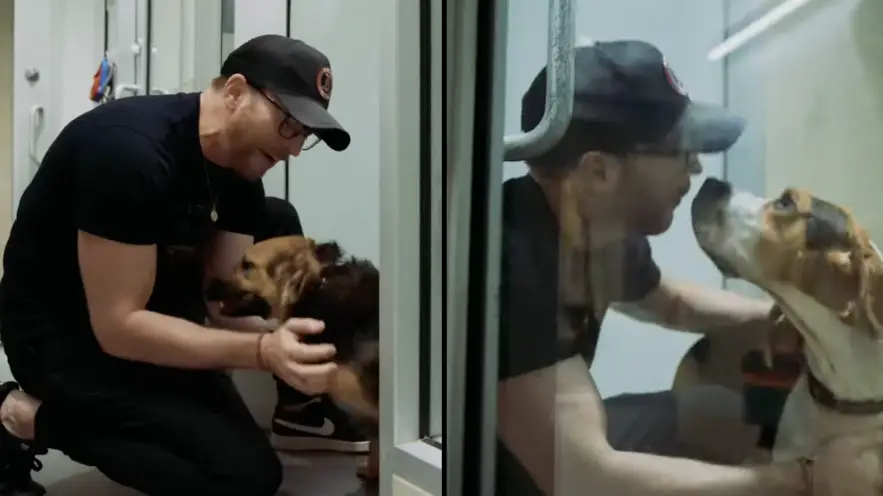 Chris Evans surprises and cuddles shelter dogs for National Dog Day