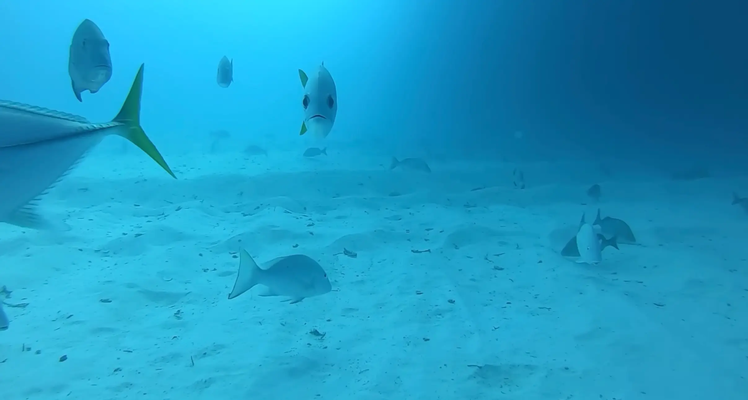 A lot of fish featured in the viral video, which has over 11 million views (YouTube/Odysseas Froilan)
