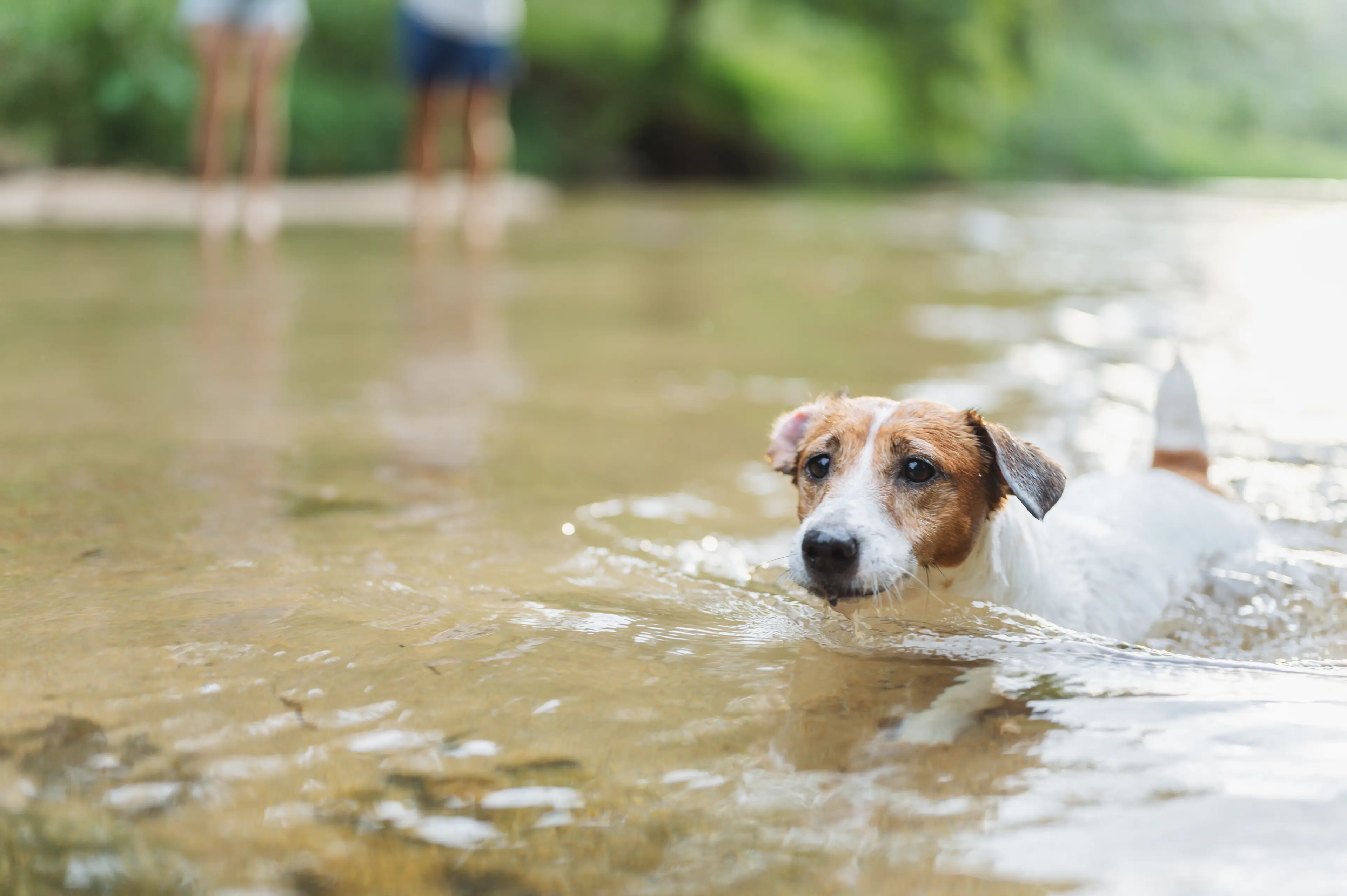 The bacteria could kill your dog (Getty Stock Images)
