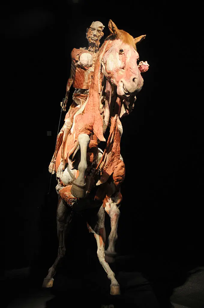 Fancy seeing it in person? Several bodies are part of a touring exhibition which arrives in London at the end of this week (Samir Hussein/Getty Images)