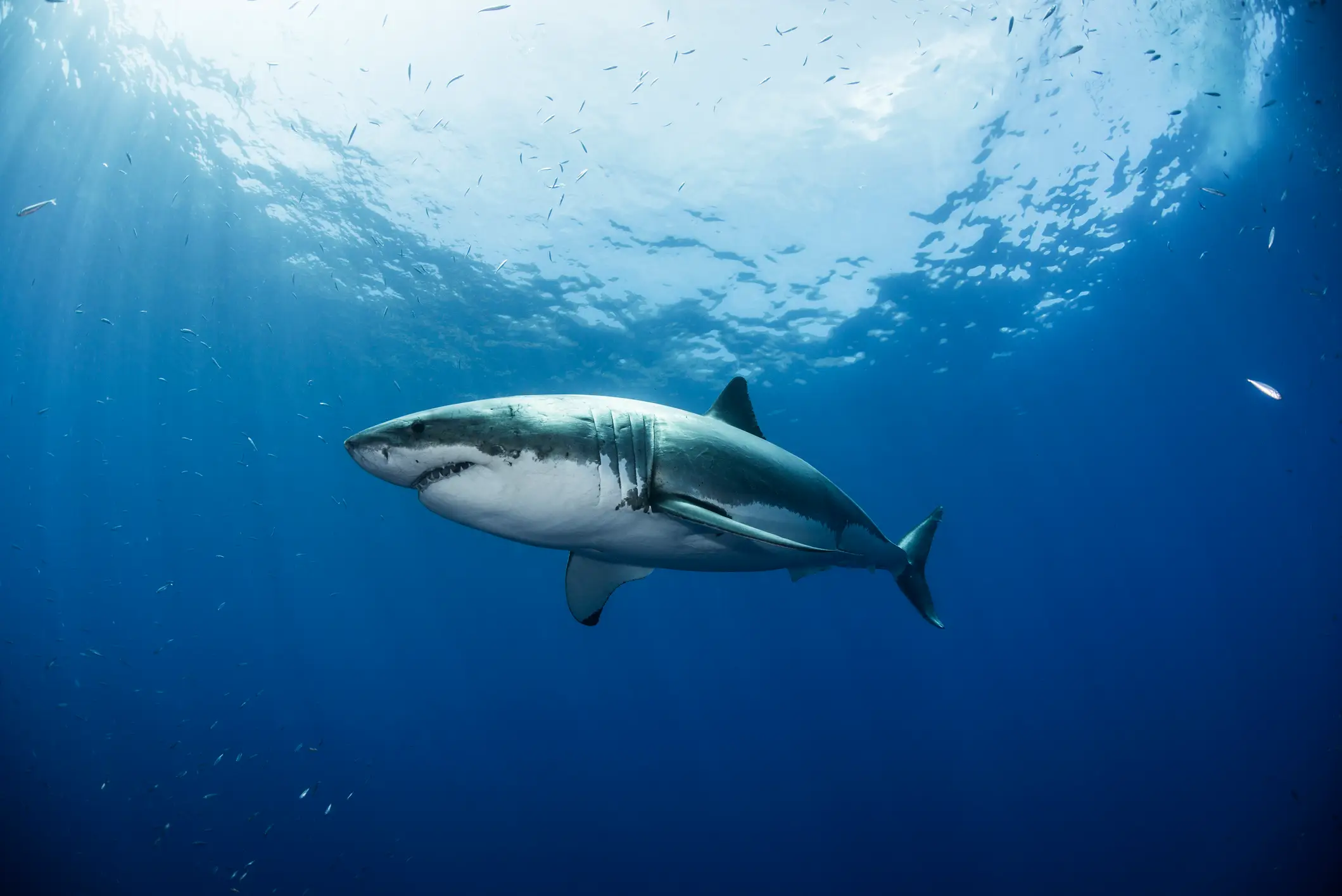 The markings can tell the team a lot about great white sharks (Getty Stock Photo)