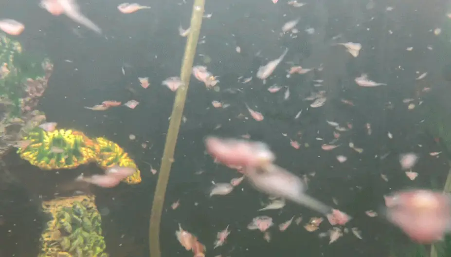 Sea Monkey Dude has thousands of the creatures. (Sea Monkey Dude) 