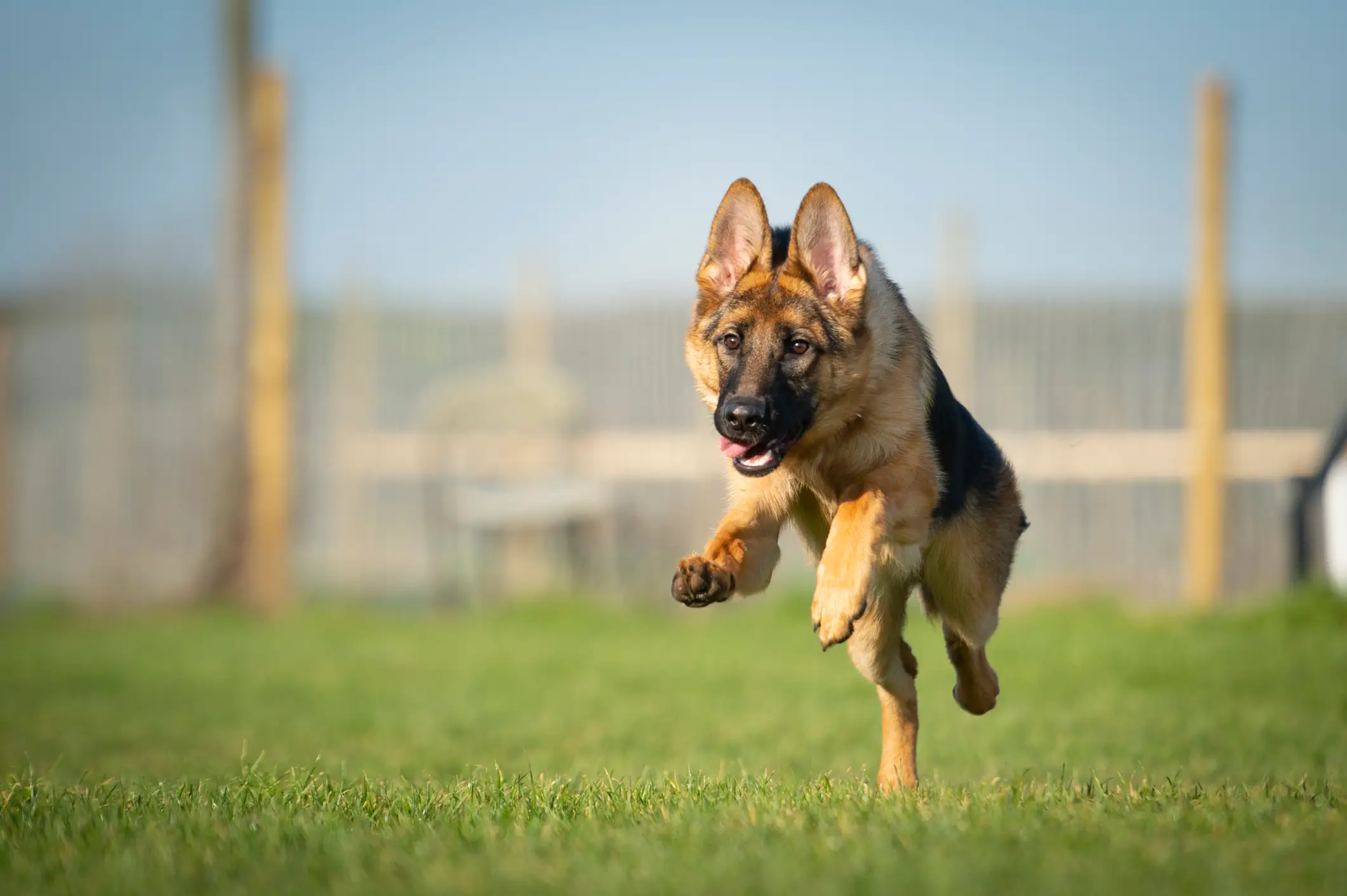 German Shepherds can be temperamental and hard to manage.