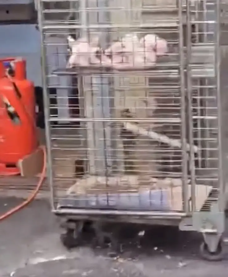 The takeaway worker was filmed as he blowtorched the chickens.