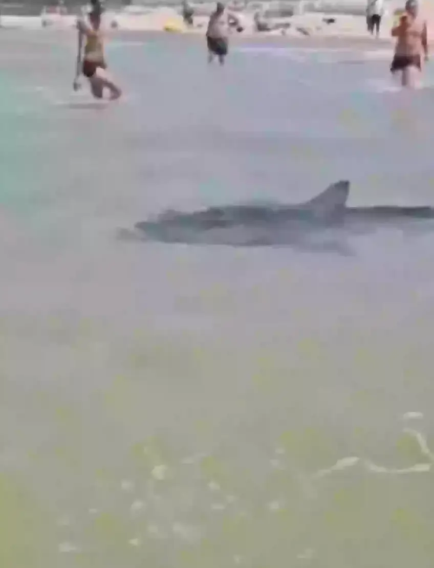 Beach goers simply looked at the swim past (X)