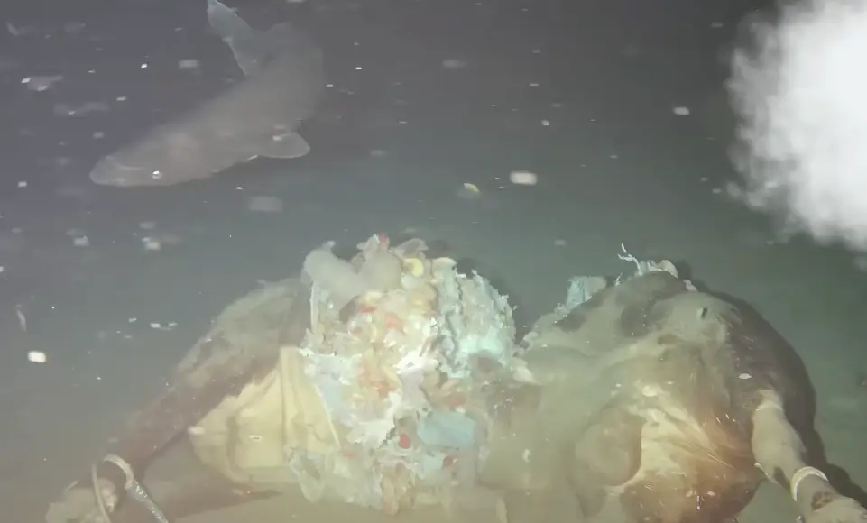 Scientists didn't expect the sharks to react like they did (Ocean-Land-Atmosphere Research)