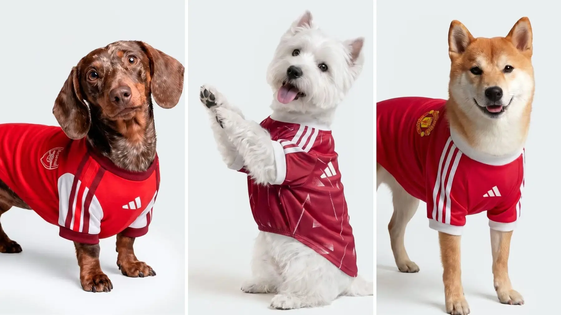 Adidas' new pet collection means your dog will be more prepared for game day than you are