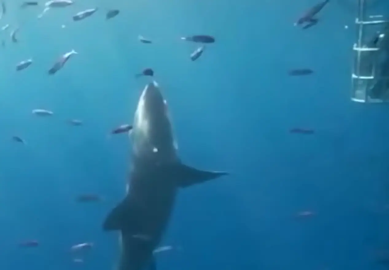 The shark could not get further into the cage and lacerated its gills, meaning it drowned and died.