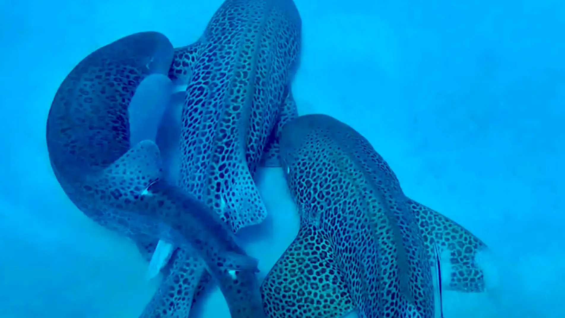 Dr Hugo Lassauce / The University of the Sunshine Coast