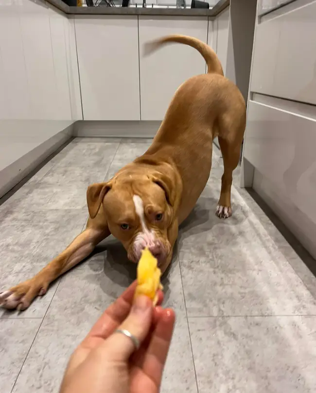 The pet was left 'completely defenceless' by her muzzle.