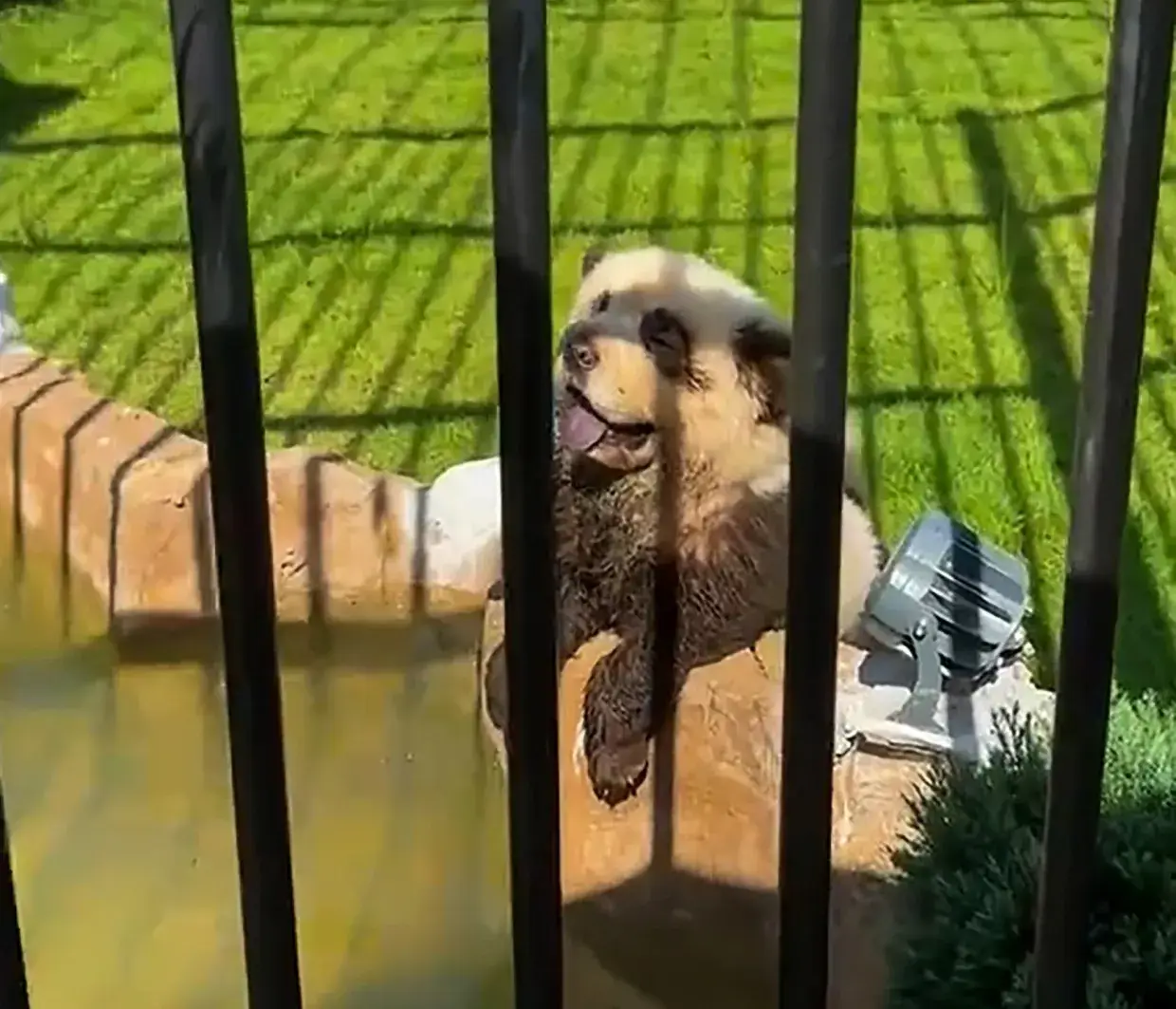 The pandas at this Chinese zoo looked pretty suspicious (Asia Wire)