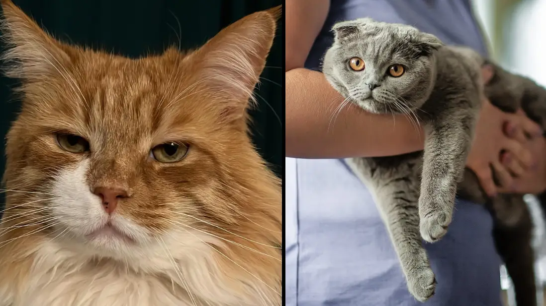 LADbible / Getty Stock Images