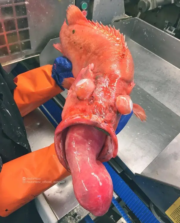 Fedortsov is used to catching strange creatures.