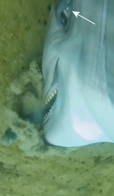 One of the aquatic mammals seen 'drilling' into the sea floor to seize a fish (US Navy/National Marine Mammal Foundation)