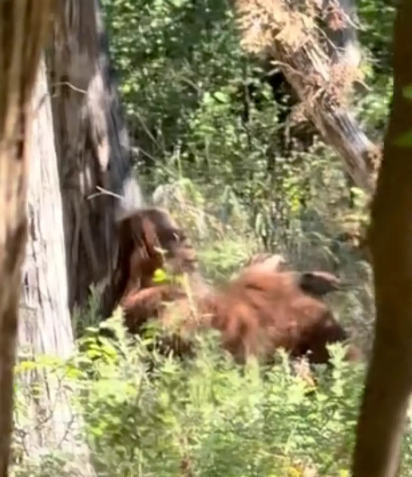 Could this really be Bigfoot? (Tiktok/@e_man580)