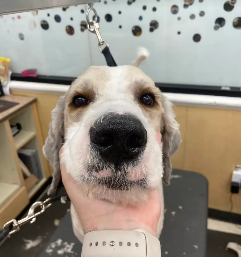 They said he was an 'entirely new dog' once his coat came off. (Hot_Communication968/Reddit)