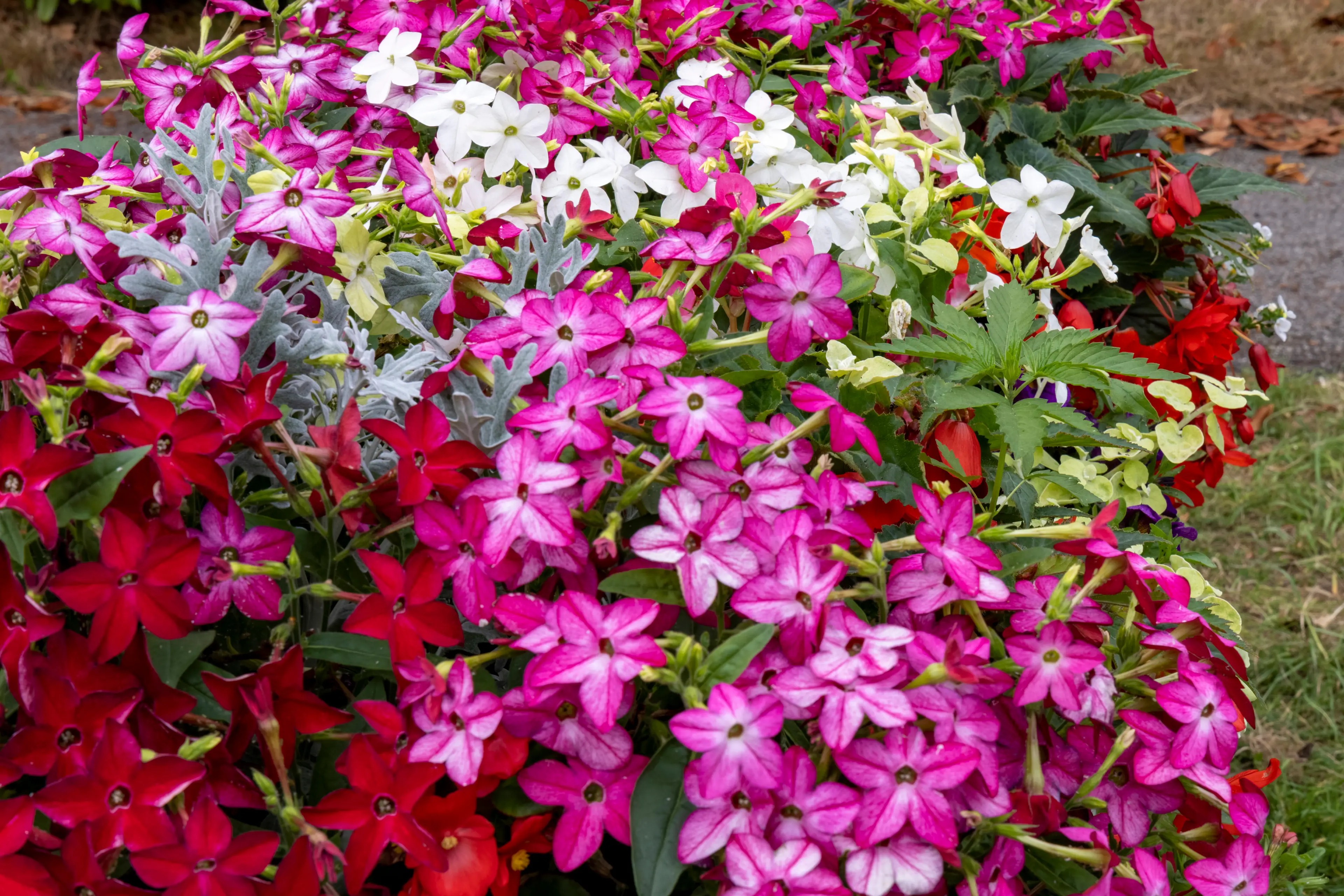 'Interesting plants' indeed.