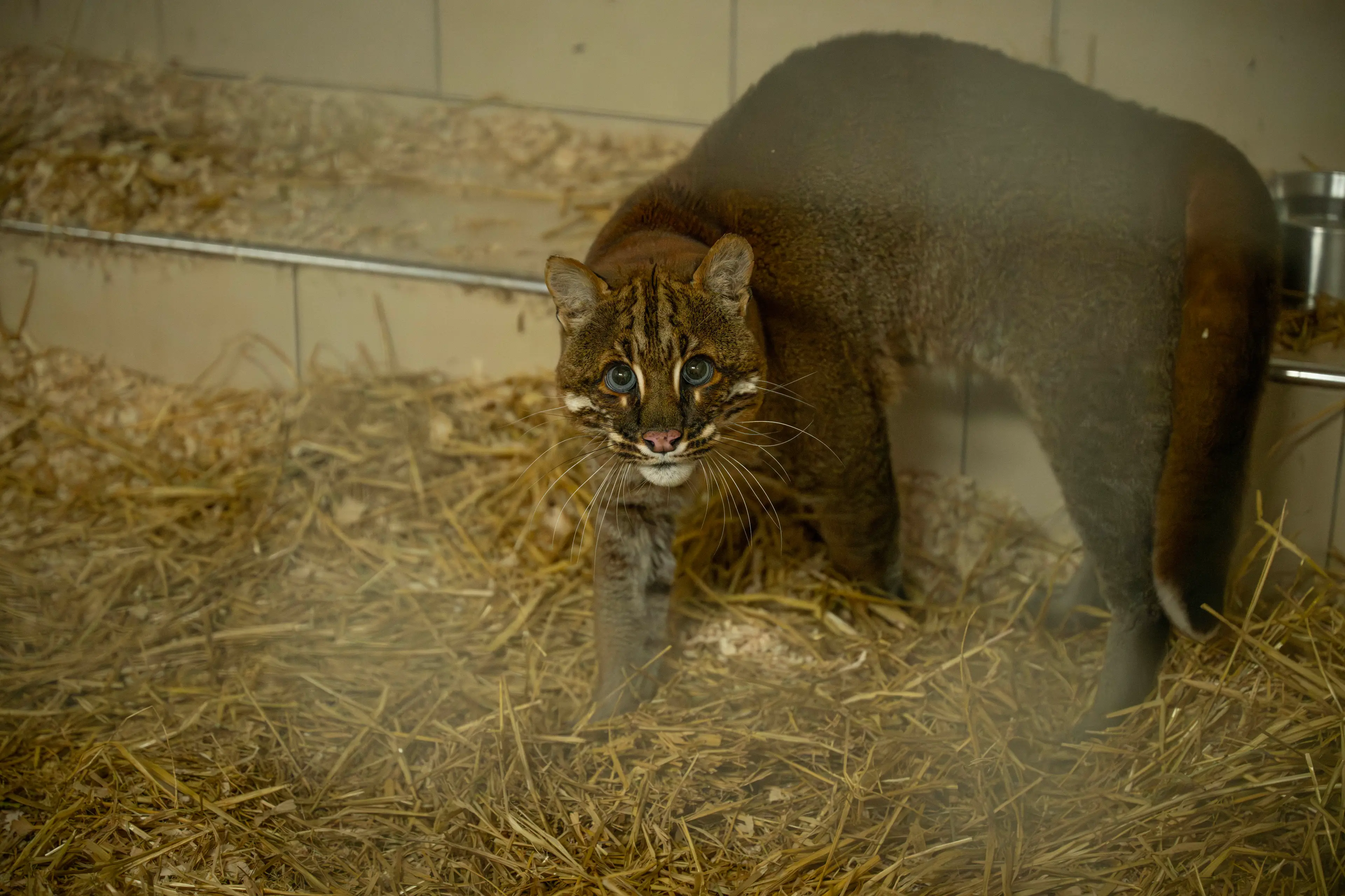 This is Frank, the only Asian Golden Cat in the UK. He's been given a new home (Hertfordshire Zoo/The Big Cat Sanctuary/PA Wire)