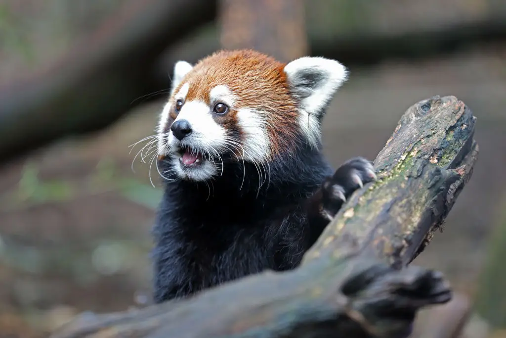 The zoo has warned that a nearby data centre could put out light and sound pollution that would disturb their animals (Danielle Del Valle/Getty Images for AGM)
