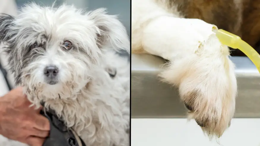 Puwadol Jaturawutthichai / Alamy Stock Photo