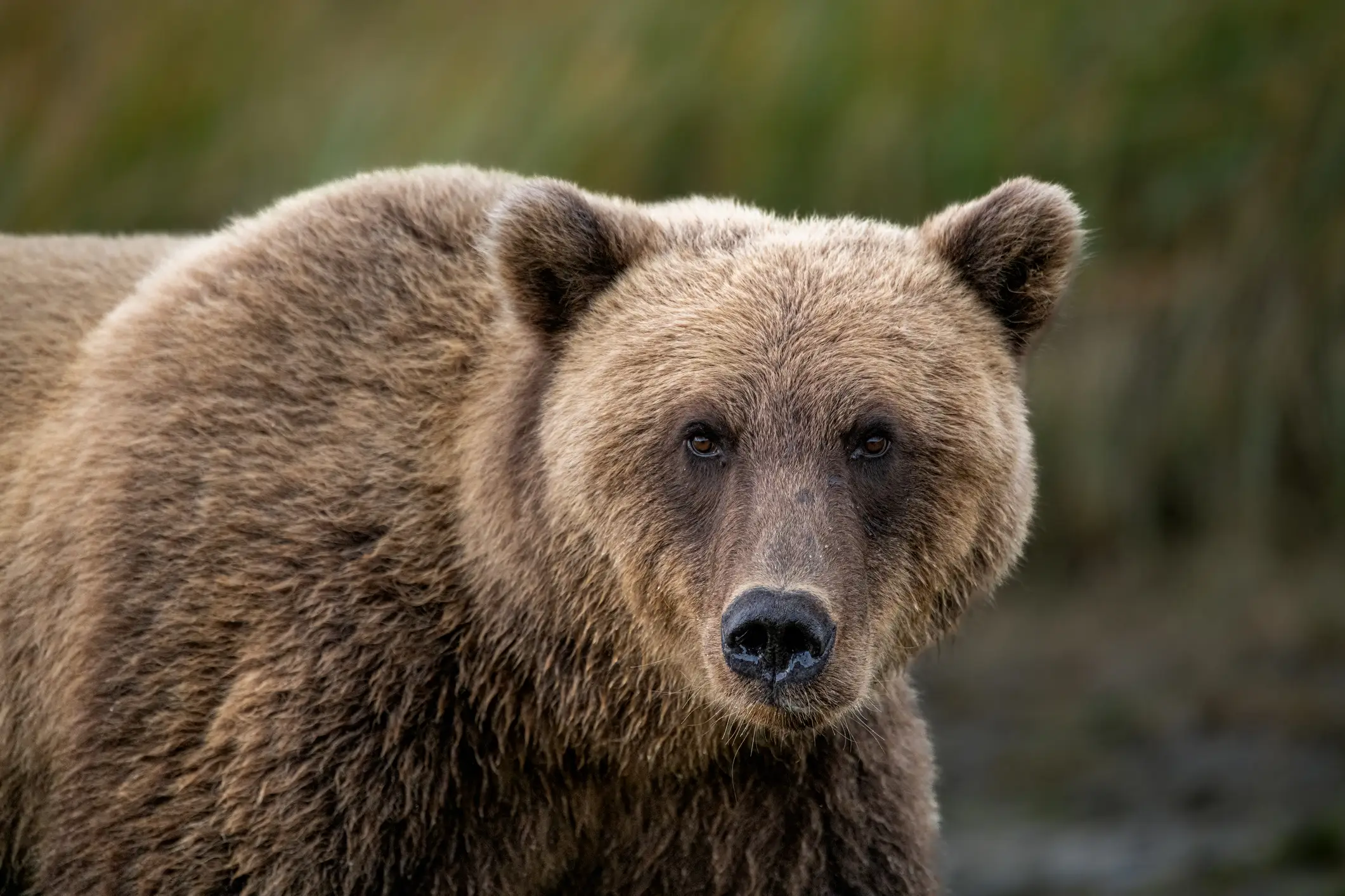 Bear attacks in the region are said to be rare, with the last fatality occurring in 1998 (Getty Stock Images)