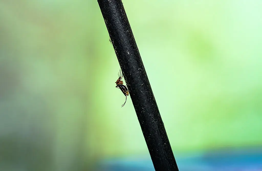 Japanese encephalitis is transmitted by Culex mosquitoes (Soumyabrata Roy/NurPhoto via Getty Images)