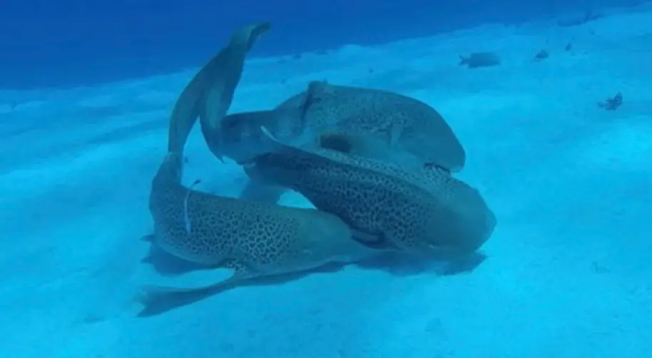 The trio made marine history (Dr Lassauce / The Universe of the Sunshine)